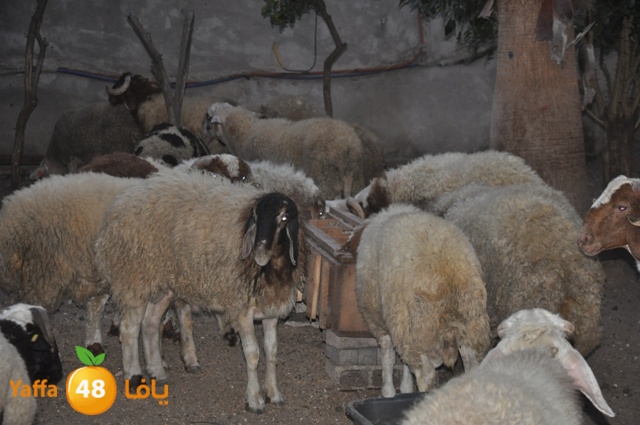 kharoof83111 (8).JPG